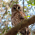 Barred Owl