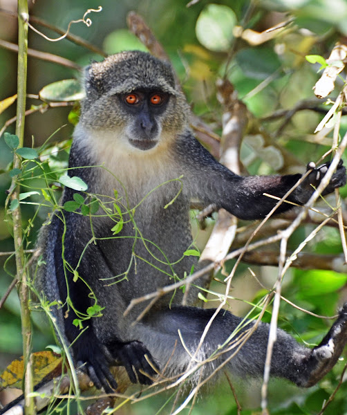 Zanzibar Sykes' monkey | Project Noah