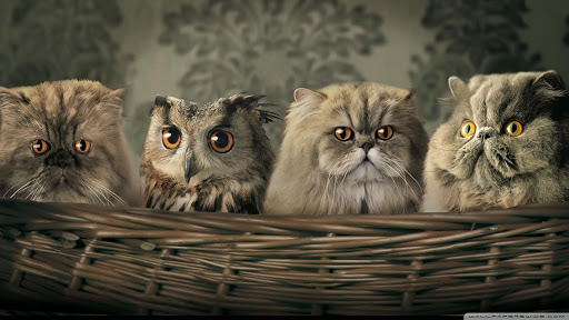 Owl HD Live Wallpaper Animals