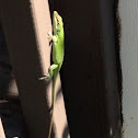 Carolina Anole