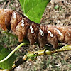 Achemon Sphinx Moth Caterpillar