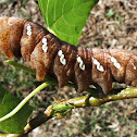 Achemon Sphinx Moth Caterpillar
