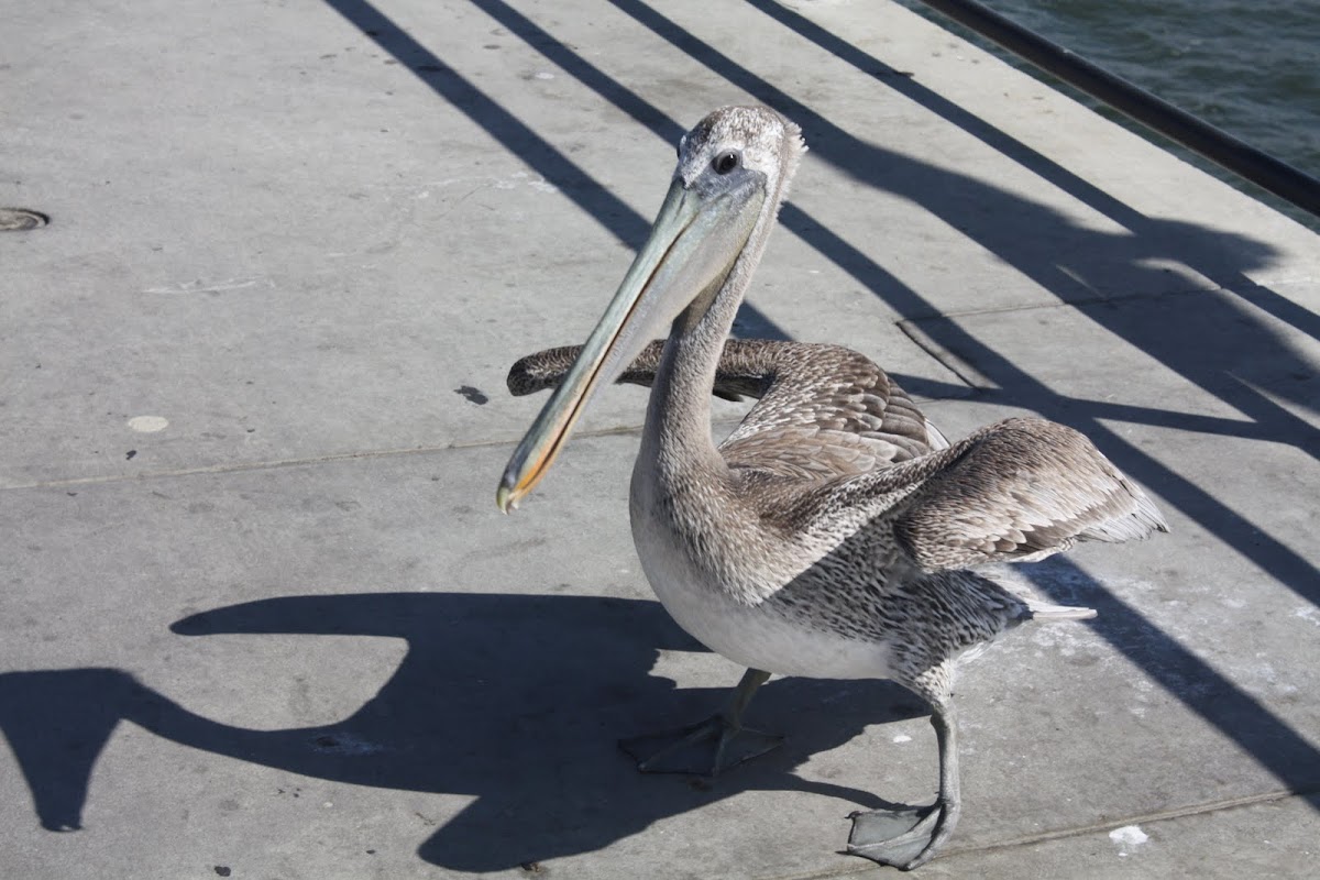 Brown Pelican