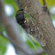 Swamp cicada