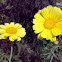Unknown Yellow Flower