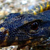 Asian water monitor lizard