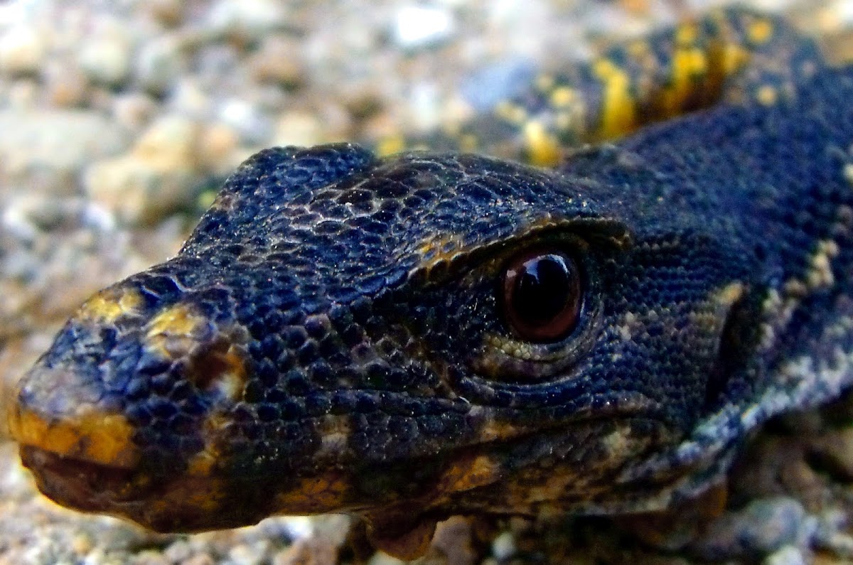 Asian water monitor lizard Project Noah