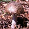 Death Cap