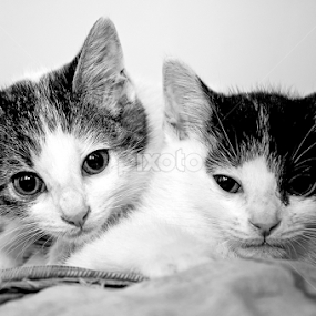 Brothers by Luana Racan - Black & White Animals