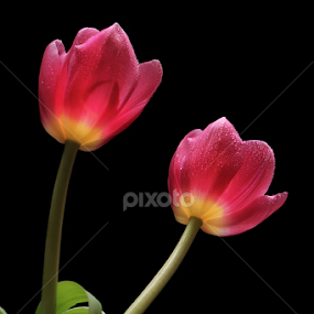 Red Glowing Tulip by Basuki Mangkusudharma - Flowers Flower Arangements