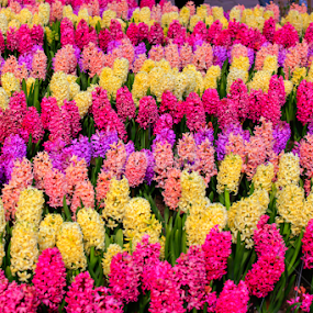 gorgeous flower garden by Marjorie Speiser - Flowers Flower Gardens