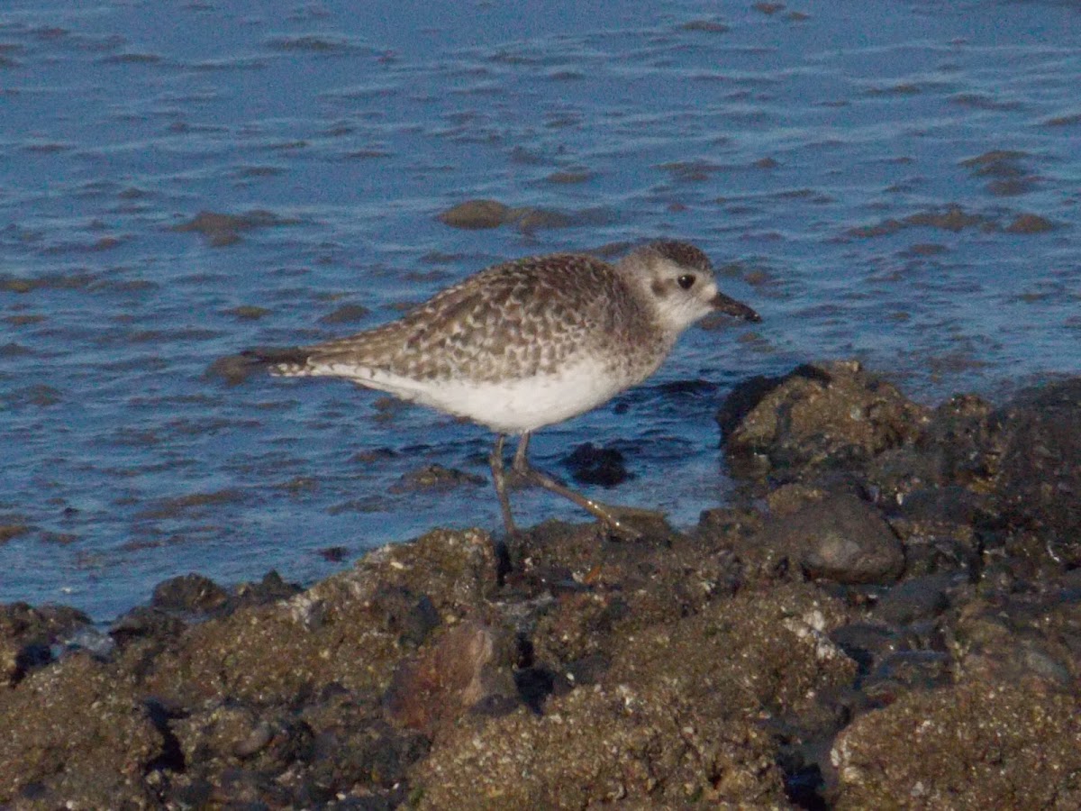 Black-bellied Plover