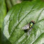 Green Bottle Fly