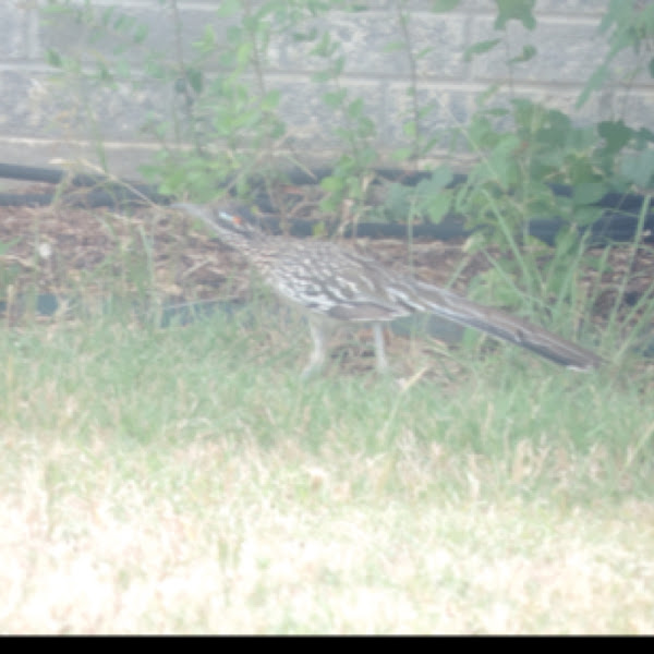 Road Runner Project Noah