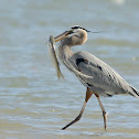 great blue heron