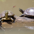 Mesoamerican Slider