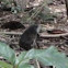 Red-necked pademelon