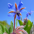 Borage