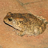 Guttural toad