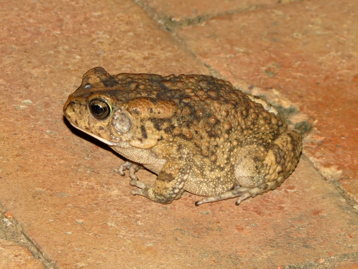 Guttural toad