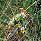Orange-spotted Tiger Clearwing or Disturbed Tigerwing