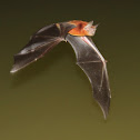 Lesser Bulldog Bat