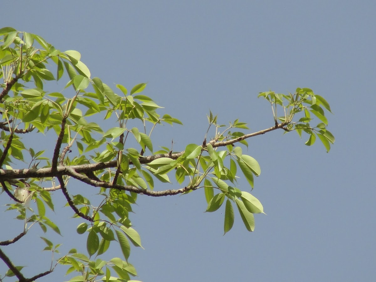 सेमल Silk Cotton Tree