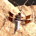 Common Whitetail, mature male