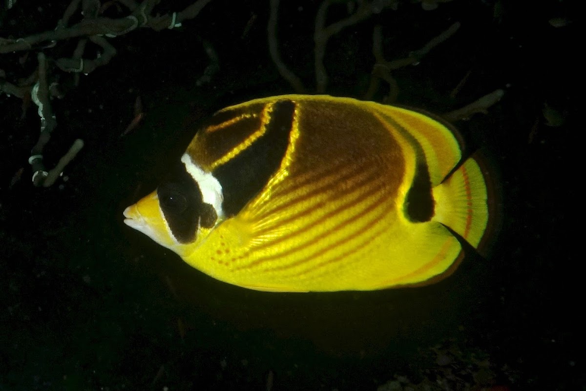 Racoon Butterfly Fish