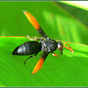 Black Potter Wasp