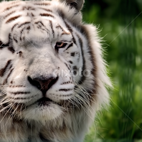 One Eyed Tiger by Zoe Walker Designs - Animals Lions, Tigers & Big Cats