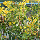 yellow elder or esparanza