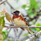 Bay-Breasted Warbler