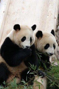 Lastest Panda World APK