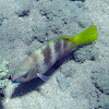 Rusty Parrotfish - juvenile