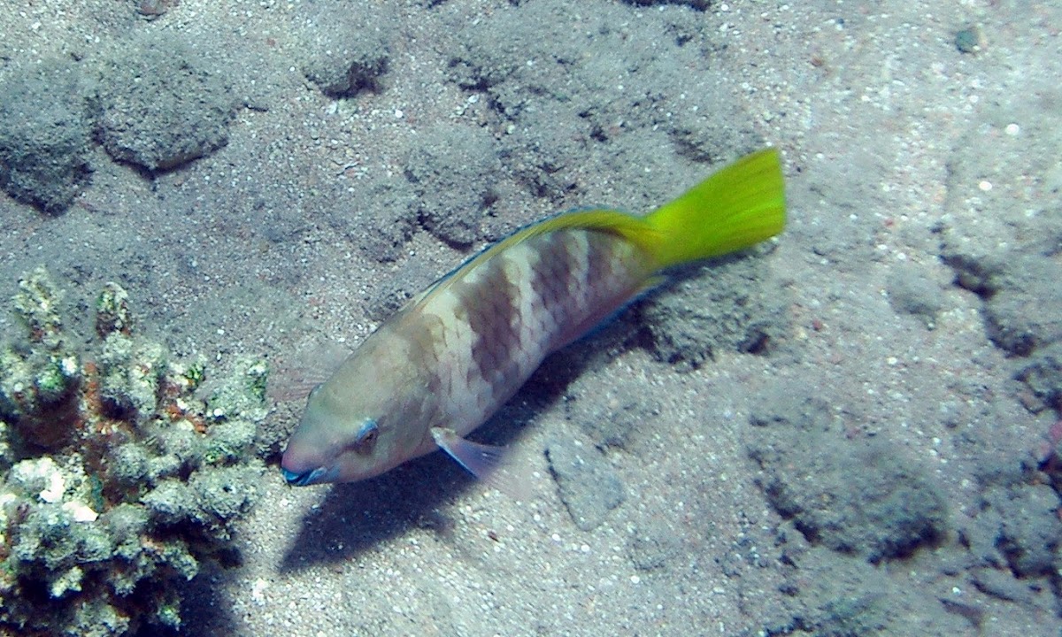 Rusty Parrotfish - juvenile
