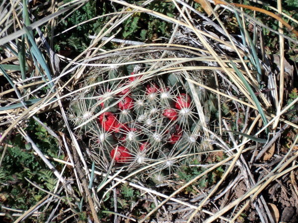 Missouri Foxtail Cactus