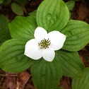 Canadian bunchberry