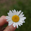 oxeye daisy