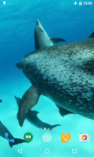 How to get Dolphins HD Live Wallpaper 2.0 apk for bluestacks