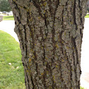 Bradbury Pear Tree