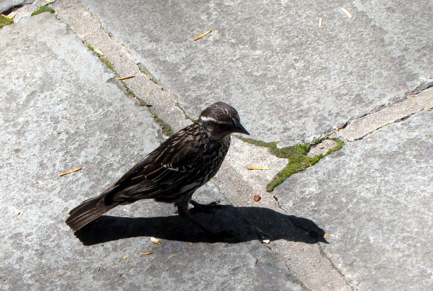Red-winged Blackbird female