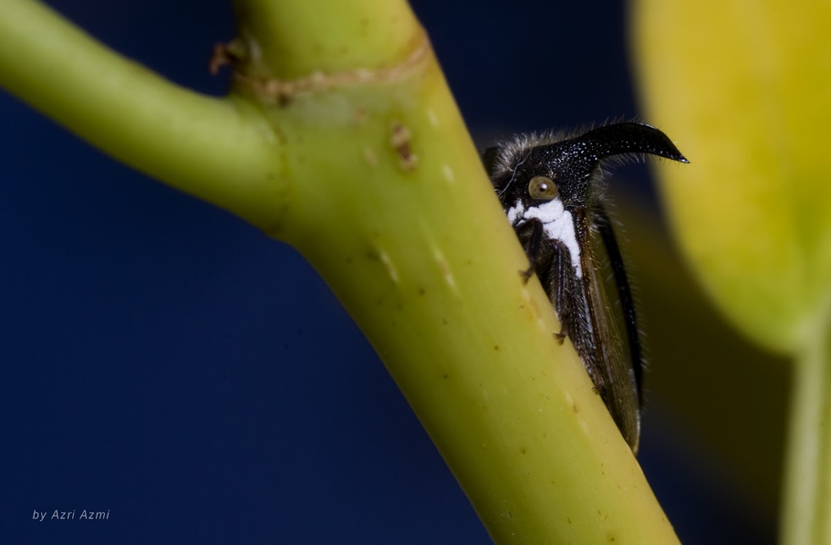 Treehopper