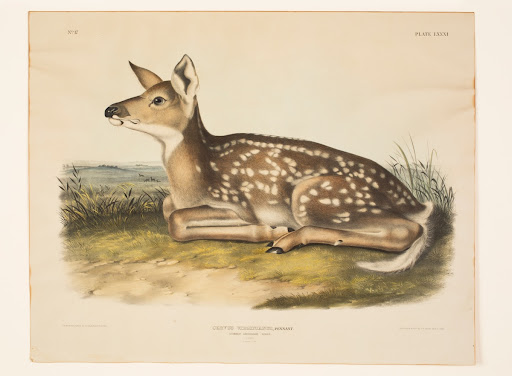 Lithograph, "Cervus Virginianus, Pennant. Common American Deer, Fawn," 1845