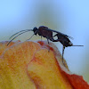 Ichneumonid Wasp