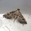 Crambid Moth