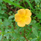 Yellow Olasiman