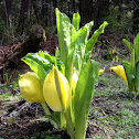 Skunk cabbage