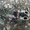 Eastern-eyed click beetle