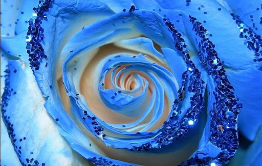 免費下載生活APP|Blue Roses Wallpapers HD app開箱文|APP開箱王